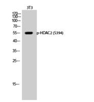 HDAC2 (phospho Ser394) Polyclonal Antibody