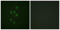 HDAC3 (phospho Ser424) Polyclonal Antibody