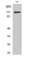 HDAC4 (phospho Ser632) Polyclonal Antibody