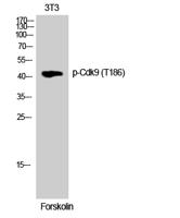 Cdk9 (phospho Thr186) Polyclonal Antibody