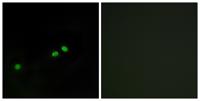 CENP-A (phospho Ser7) Polyclonal Antibody