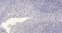 CEP55 (phospho Ser425) Polyclonal Antibody