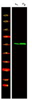 CEP55 (phospho Ser425) Polyclonal Antibody