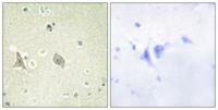 c-Fms (phospho Tyr723) Polyclonal Antibody