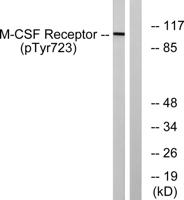 c-Fms (phospho Tyr723) Polyclonal Antibody