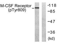 c-Fms (phospho Tyr809) Polyclonal Antibody