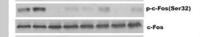 c-Fos (phospho Ser32) Polyclonal Antibody