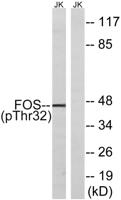 c-Fos (phospho Ser32) Polyclonal Antibody