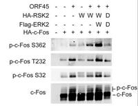 c-Fos (phospho Ser362) Polyclonal Antibody