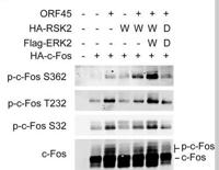 c-Fos (phospho Thr232) Polyclonal Antibody