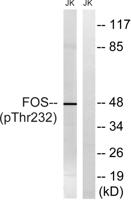 c-Fos (phospho Thr232) Polyclonal Antibody