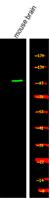 cGKII (phospho Ser126) Polyclonal Antibody