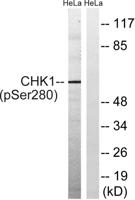 Chk1 (phospho Ser280) Polyclonal Antibody