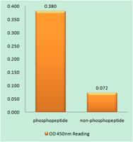 Chk1 (phospho Ser296) Polyclonal Antibody