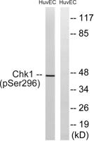 Chk1 (phospho Ser296) Polyclonal Antibody