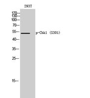 Chk1 (phospho Ser301) Polyclonal Antibody