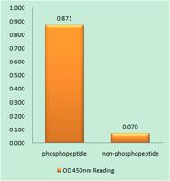 Chk1 (phospho Ser301) Polyclonal Antibody