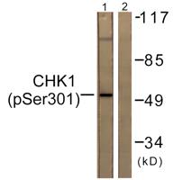 Chk1 (phospho Ser301) Polyclonal Antibody