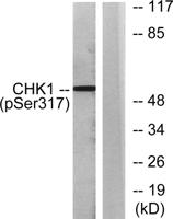 Chk1 (phospho Ser317) Polyclonal Antibody