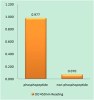 Chk2 (phospho Thr383) Polyclonal Antibody