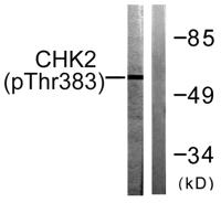 Chk2 (phospho Thr383) Polyclonal Antibody