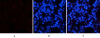 Chk2 (phospho Thr68) Polyclonal Antibody