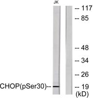 CHOP (phospho Ser30) Polyclonal Antibody