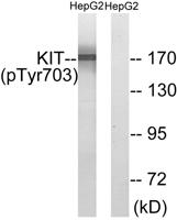 c-Kit (phospho Tyr703) Polyclonal Antibody