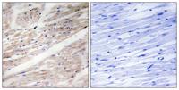 c-Kit (phospho Tyr936) Polyclonal Antibody