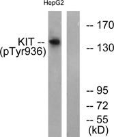 c-Kit (phospho Tyr936) Polyclonal Antibody