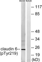 Claudin-6 (phospho Tyr219) Polyclonal Antibody