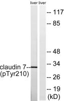 Claudin-7 (phospho Tyr210) Polyclonal Antibody