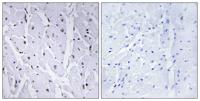 c-Myb (phospho Ser12) Polyclonal Antibody