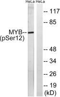 c-Myb (phospho Ser12) Polyclonal Antibody