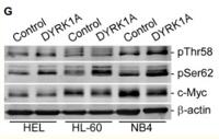 c-Myc (phospho Ser62) Polyclonal Antibody