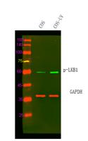 LKB1 (phospho Ser334) Polyclonal Antibody