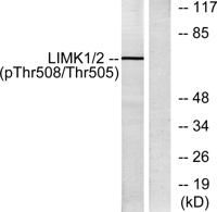 LIMK-1 (phospho Thr508) Polyclonal Antibody