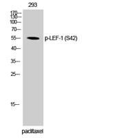 LEF-1 (phospho Ser42) Polyclonal Antibody