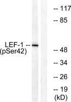 LEF-1 (phospho Ser42) Polyclonal Antibody