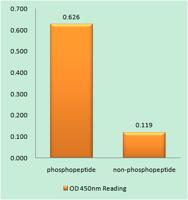 Lck (phospho Ser540) Polyclonal Antibody