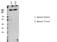 LATS1/2 (Phospho Thr1079/1041) Antibody