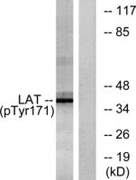 LAT (phospho Tyr200) Polyclonal Antibody