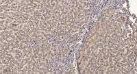 LAT (phospho Tyr200) Polyclonal Antibody