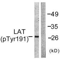 LAT (phospho Tyr191) Polyclonal Antibody