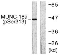 Unc18-1 (phospho Ser313) Polyclonal Antibody