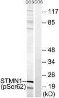 Op18 (phospho Ser62) Polyclonal Antibody