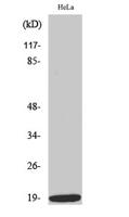 Op18 (phospho Ser38) Polyclonal Antibody