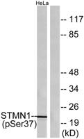 Op18 (phospho Ser38) Polyclonal Antibody