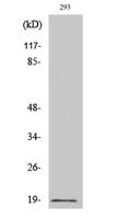 Op18 (phospho Ser16) Polyclonal Antibody