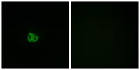 Op18 (phospho Ser16) Polyclonal Antibody